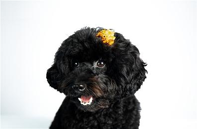 秘影曼德拉今日上线！ 踏入诅咒笼罩的世界，每一次抉择都将重塑命运轨迹